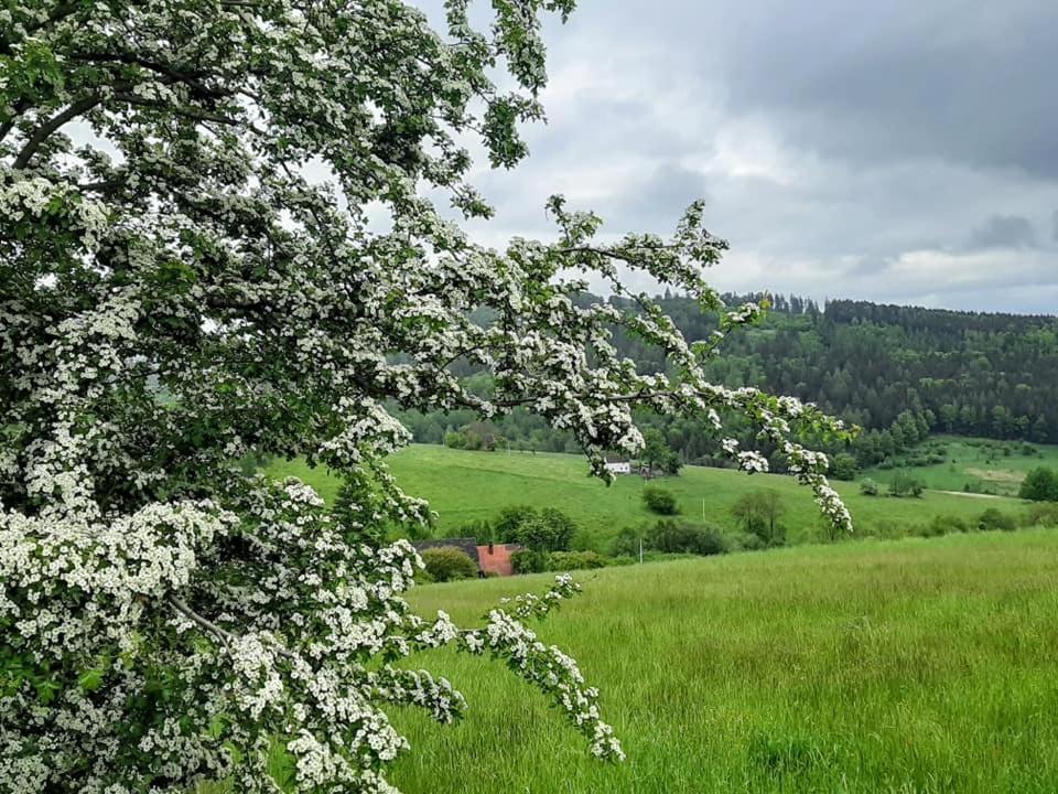 Zielona Roza Villa Wambierzyce Eksteriør billede